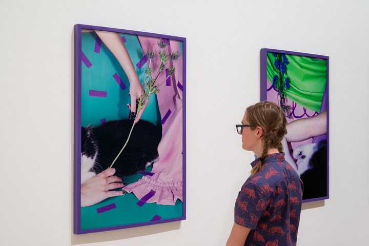 Person looks at two framed photographs of a person's hands holding flower stalks against a draped set near a fluffy black and white cat.