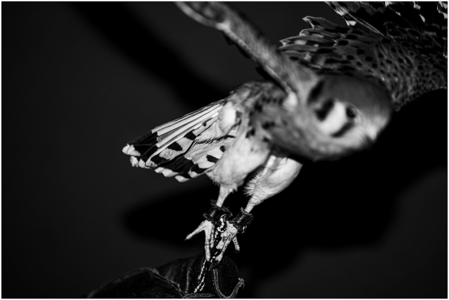 Black and white photo of a falcon mid-flight