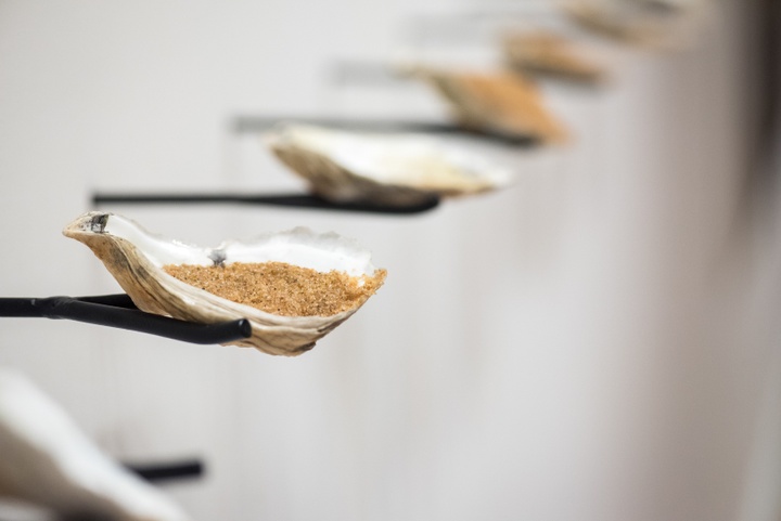 A row of metal forks protrude from a white wall, holding oyster half-shells filled with sand.