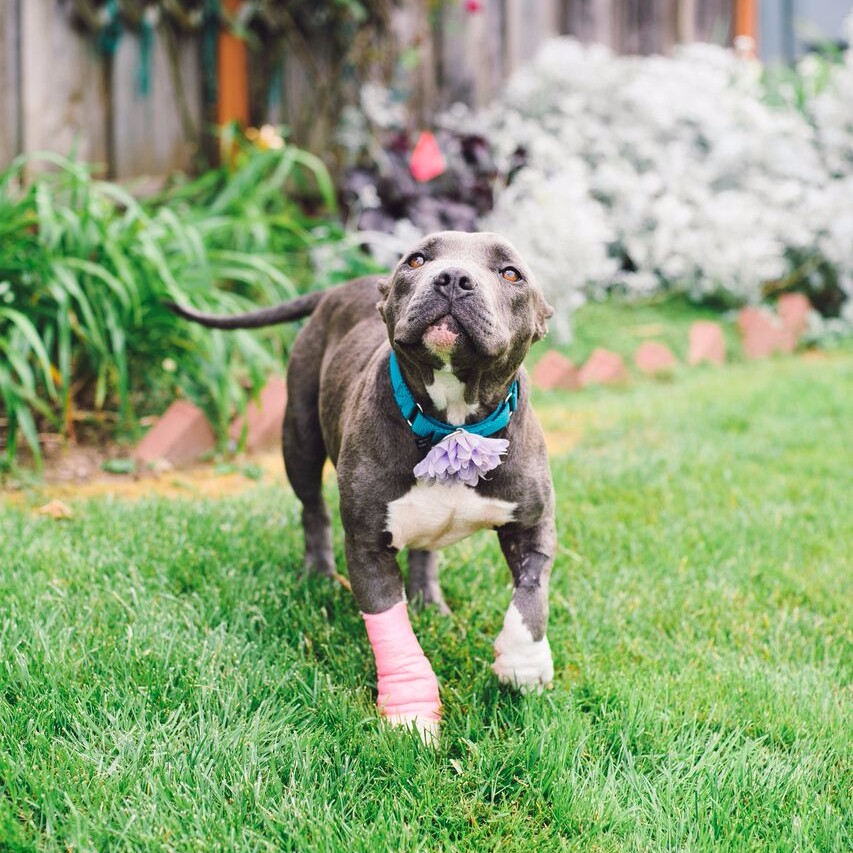 Featured Dog