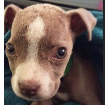 Featured Dog