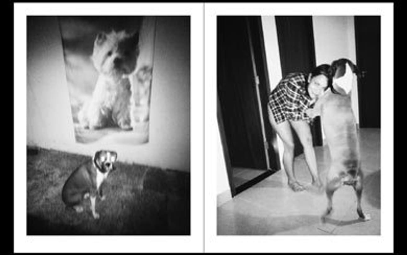 Home is Where the Dog Is thumbnail 7