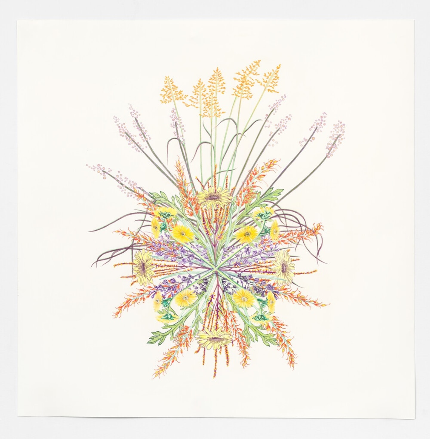 Detailed botanical drawing of prairie perennial plants arranged in a radial, circular composition, with yellow flowers, green leaves, purple stems, and orange and pink blossoms extending outward from the center.