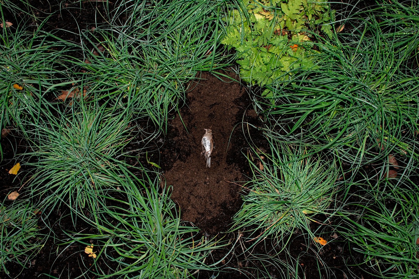 A dead bird is placed in a shallow indentation in a patch of dirt surrounded by green foliage