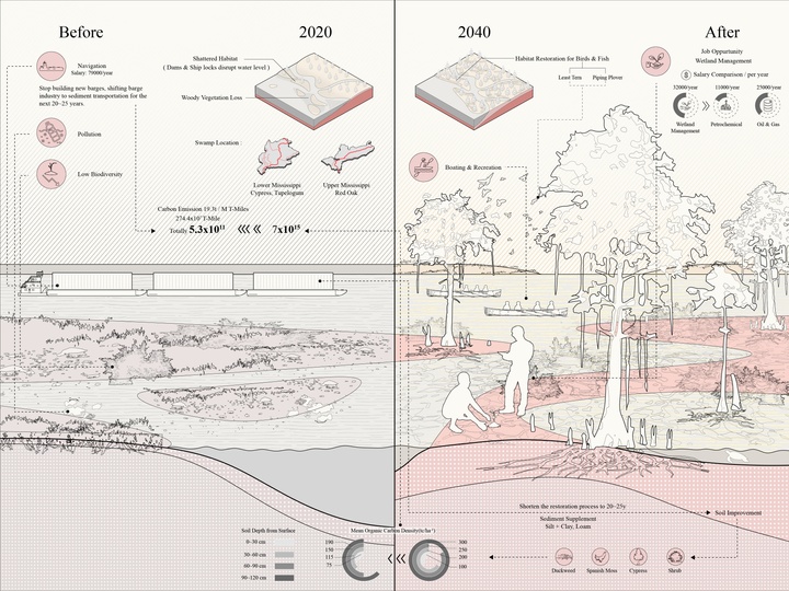 Rendering illustrating before and after effects of restoration of the swamp.