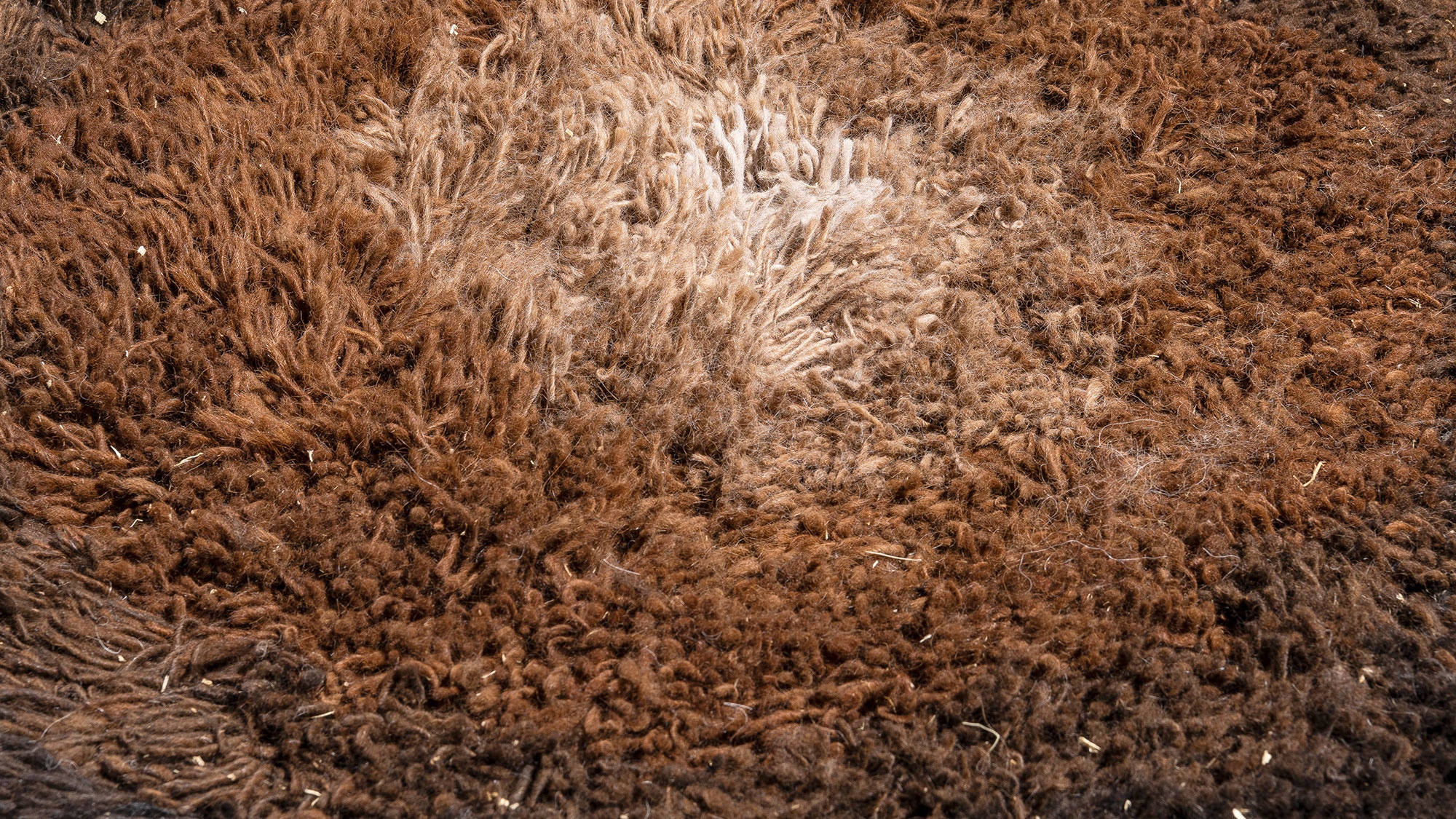A close-up view of high-pile brown and tan rug.