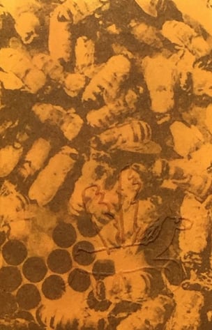 For the Love of Bees