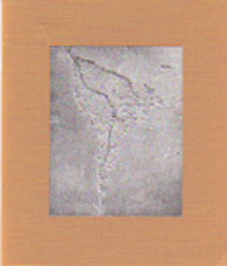 Digging Up South America