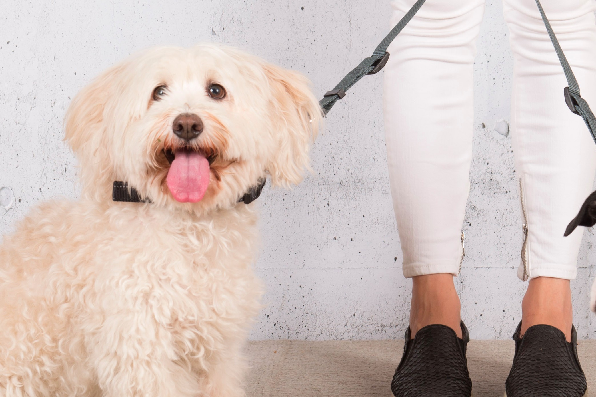 How to Walk Two Dogs at Once With Loose Leashes Dogly