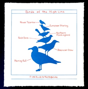 Birds of the High Line