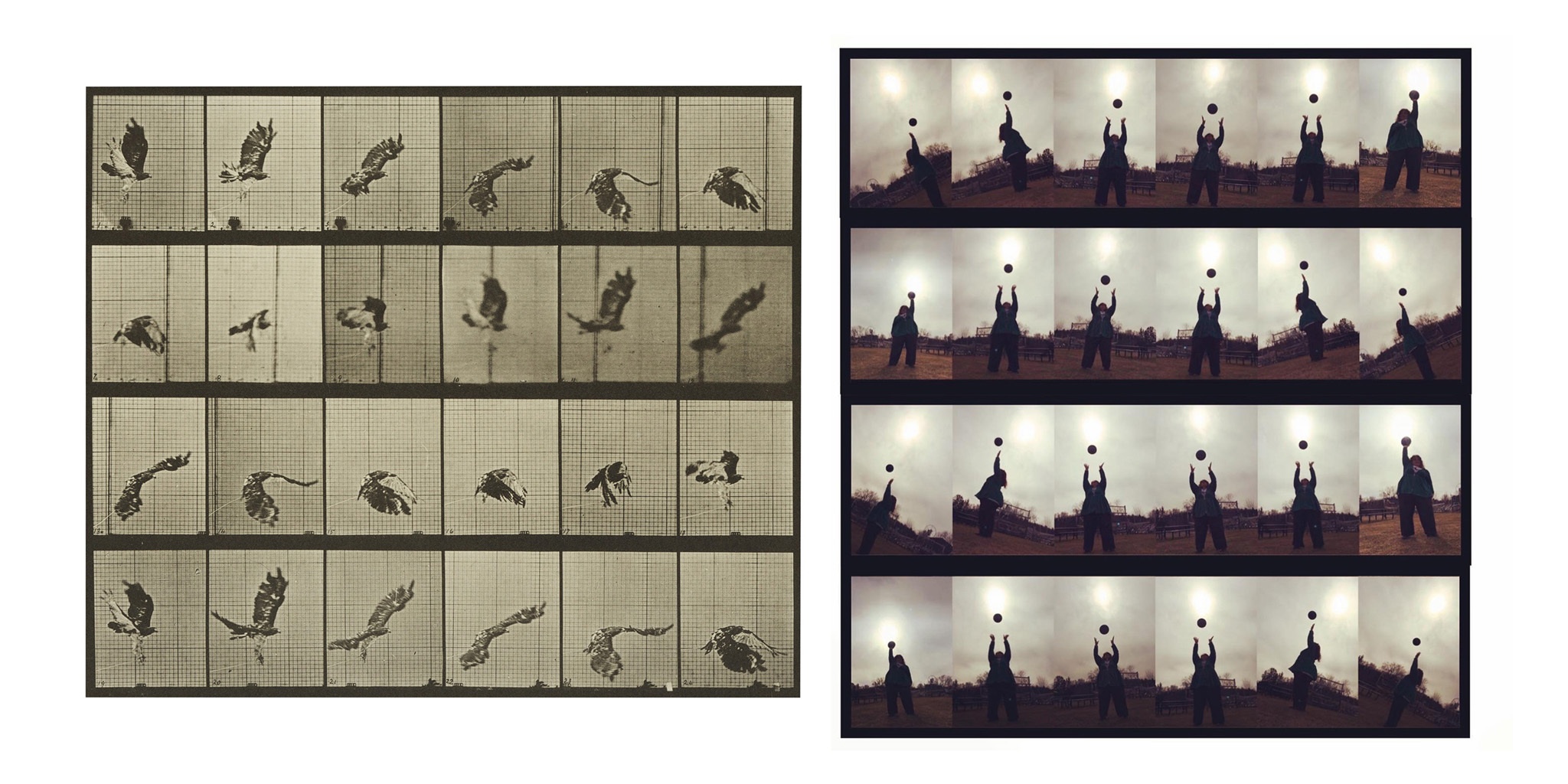 [Eadweard Muybridge's _Animal Locomotion, Plate 763 (Red-tailed hawk; flying)_, 1887, collotype (photomechanical print), The Jack Shear Collection of Photography at the Tang Teaching Museum, 2015.1.32](https://tang.skidmore.edu/collection/artworks/2029-animal-locomotion-plate-763-red-tailed-hawk-flying) re-created by Friend of the Tang Patricia Cornute