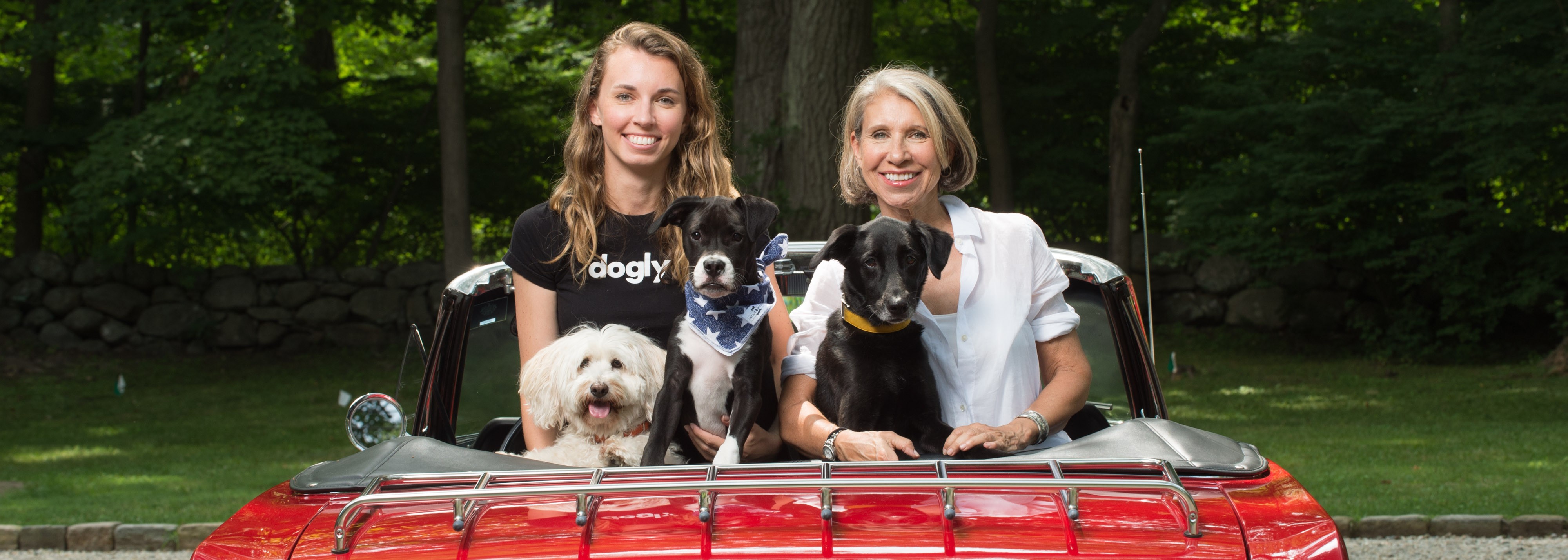 20 Guides to Help with Dog Reactivity from Force Free Dog Trainers Dogly