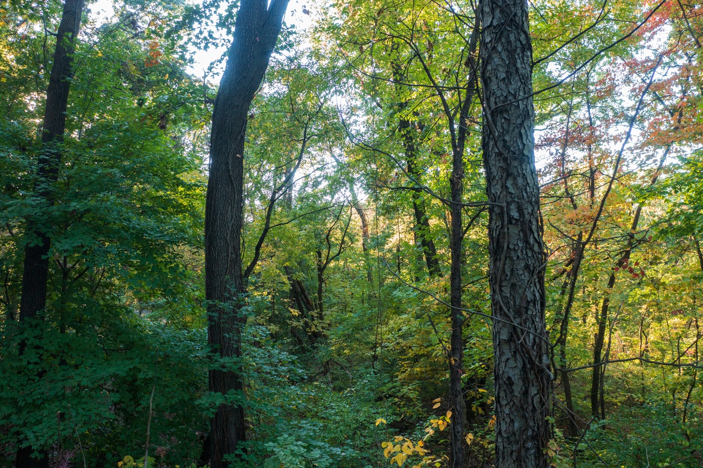 Photograph of a densely wooded area, with lots of tree trunks and green and yellow leaves.