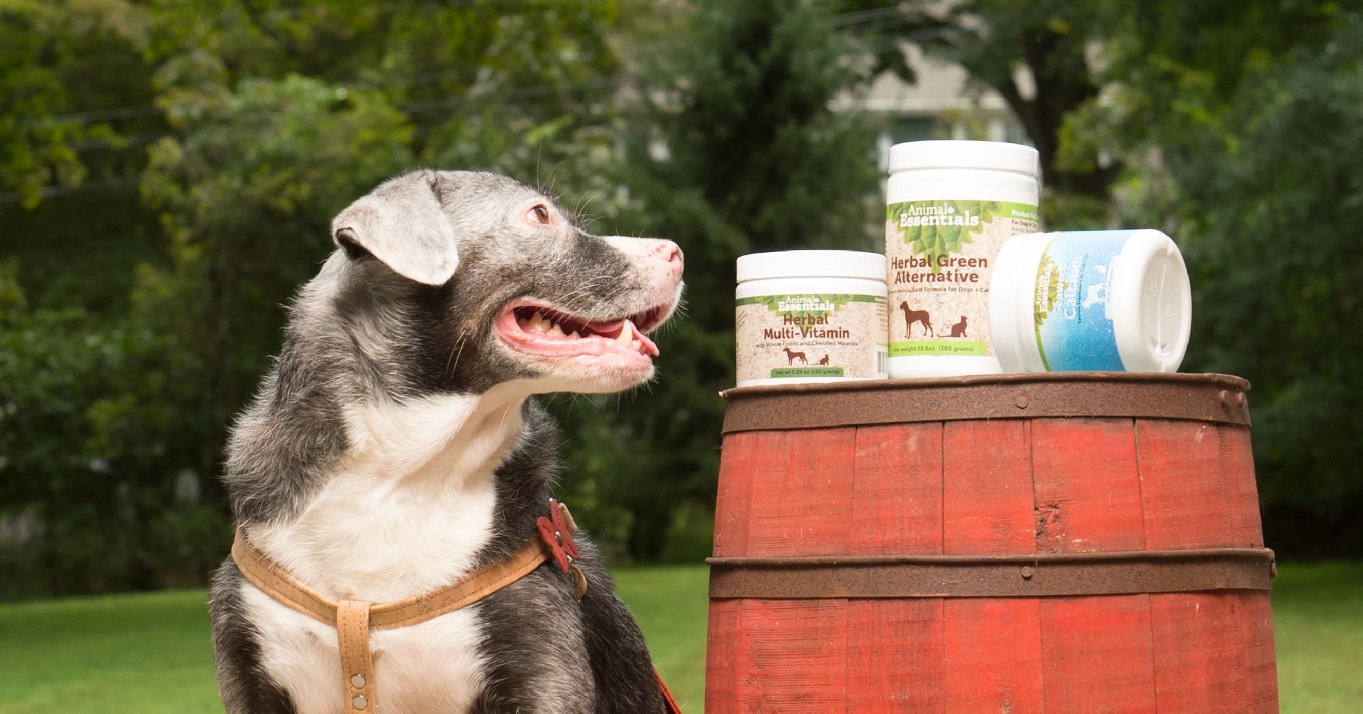 Turkey Tail Mushroom Supplement | Dogly