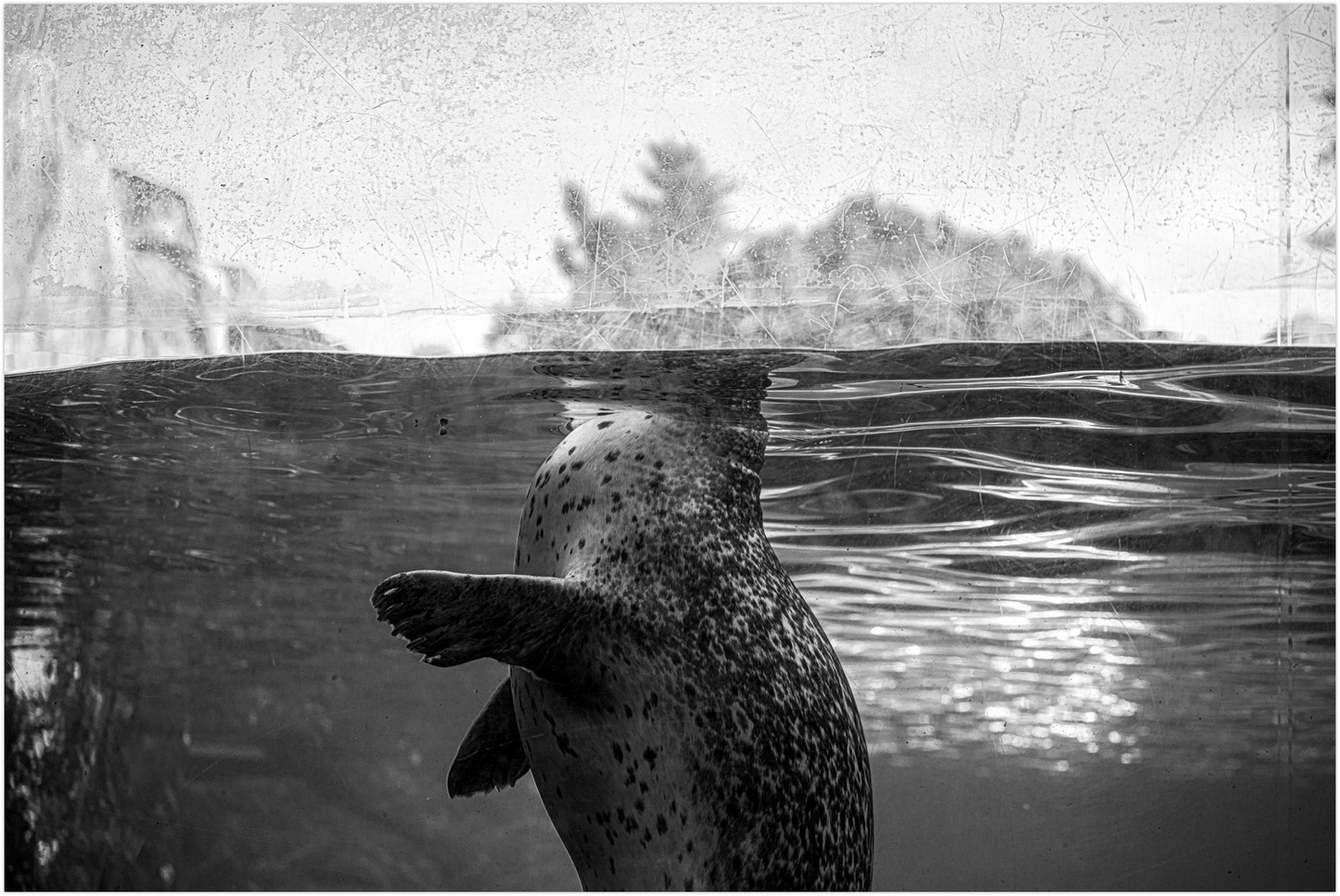 Black and white photo through a transparent glass of a seal floating in water. We are only able to see its body from this angle.