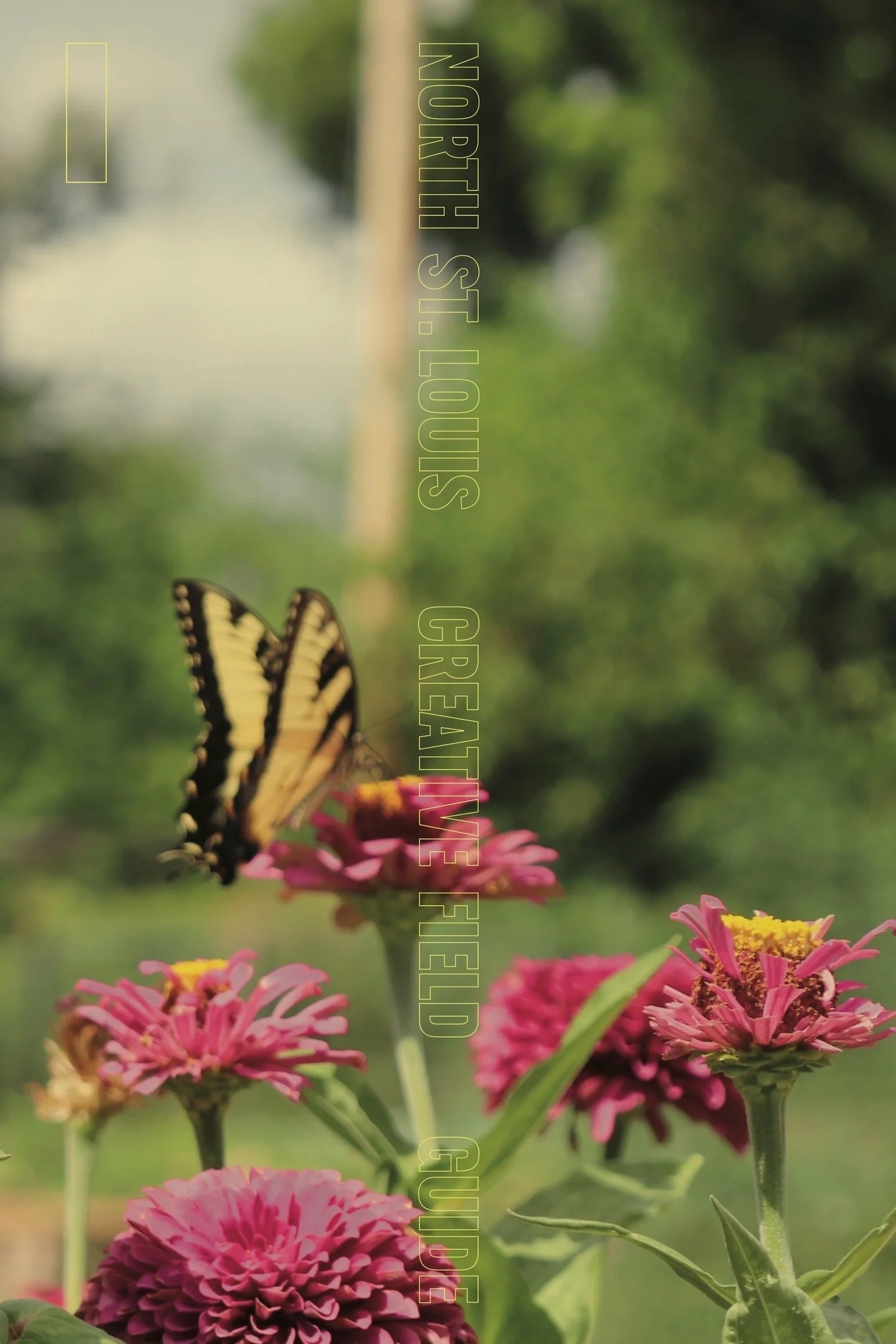 front cover to the field guide, a butter landing on pink flowers 