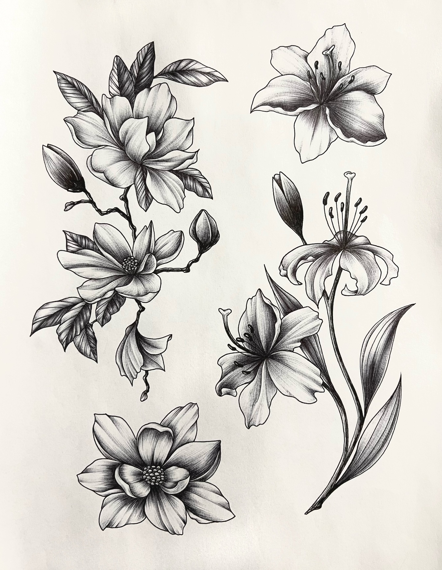 A collection of black and white line drawings of flowers.