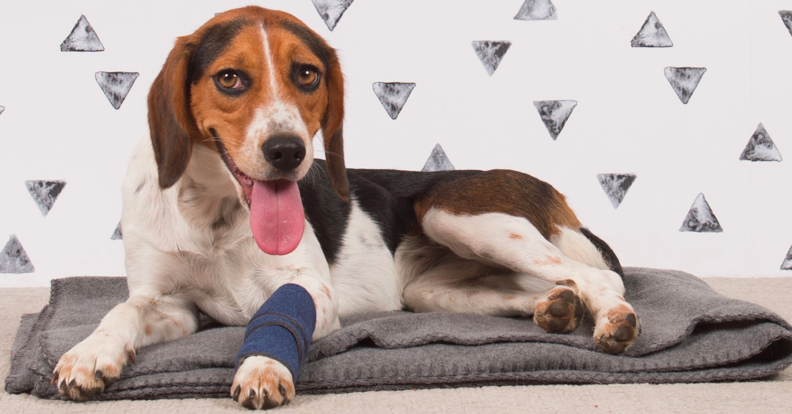 Leg Wrap with Gauze Inserts Dogly