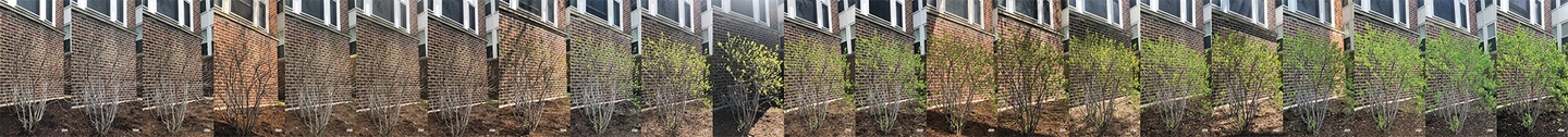 Multiple photographs of a bush across different period of time