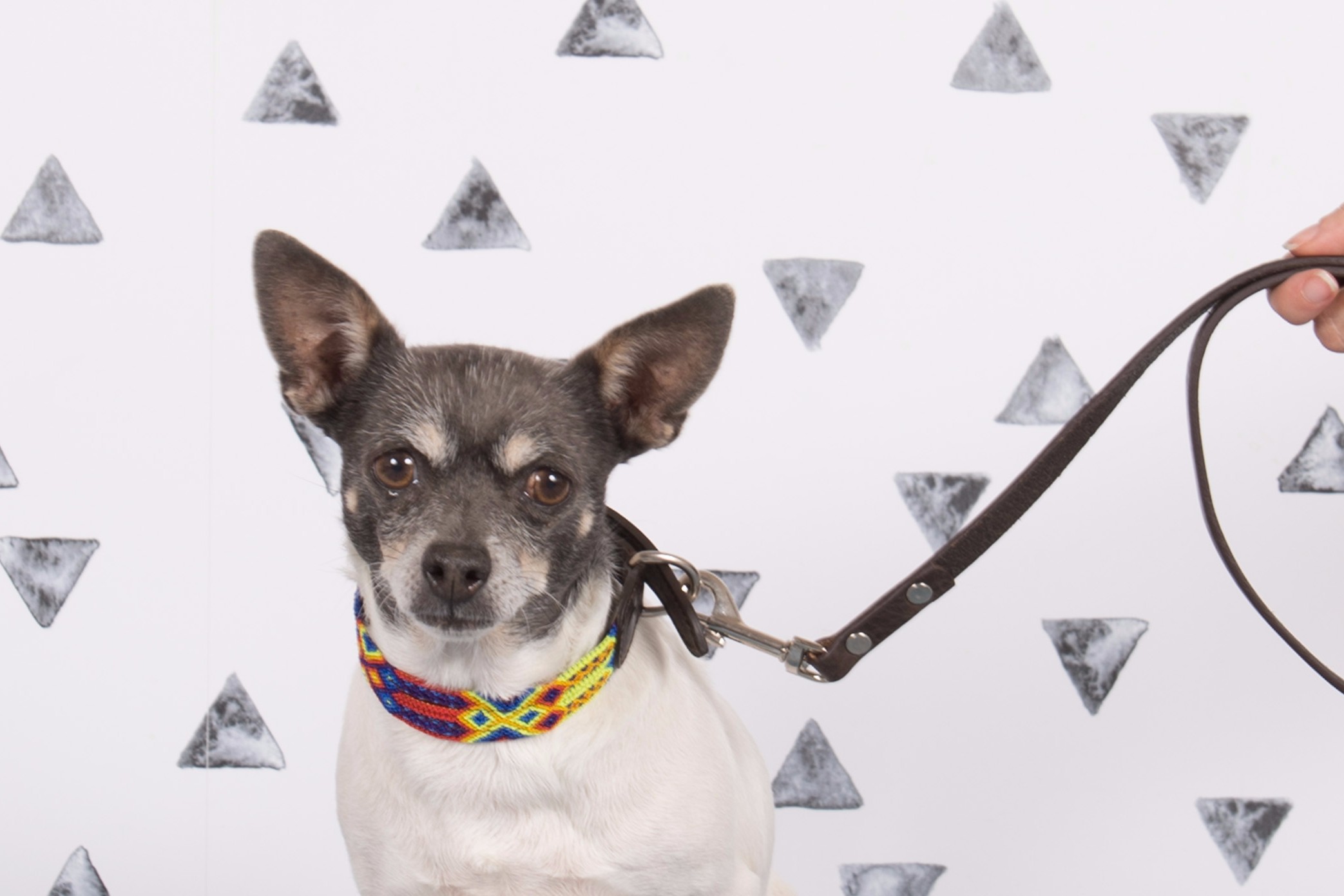 Poppy Dog Collar | Dogly