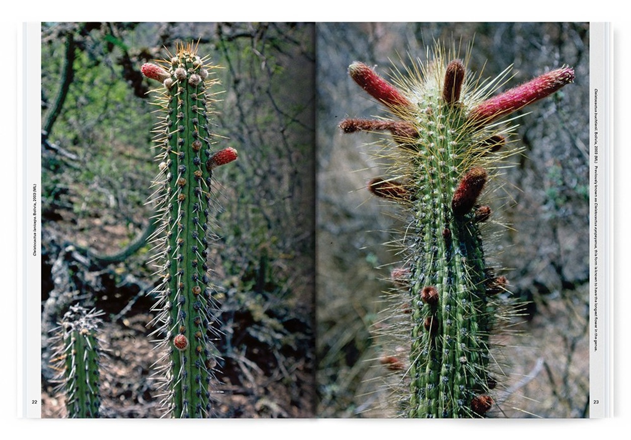 Cactus Store Editors Xerophile Cactus Photographs From Expeditions Of The Obsessed Printed Matter