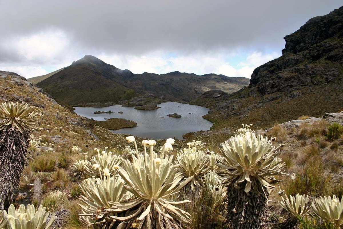 Photo of a páramo—a high-elevation ecosystem featuring succulent-like plant life in the foreground, with a water feature in the middle and mountains in the distance.