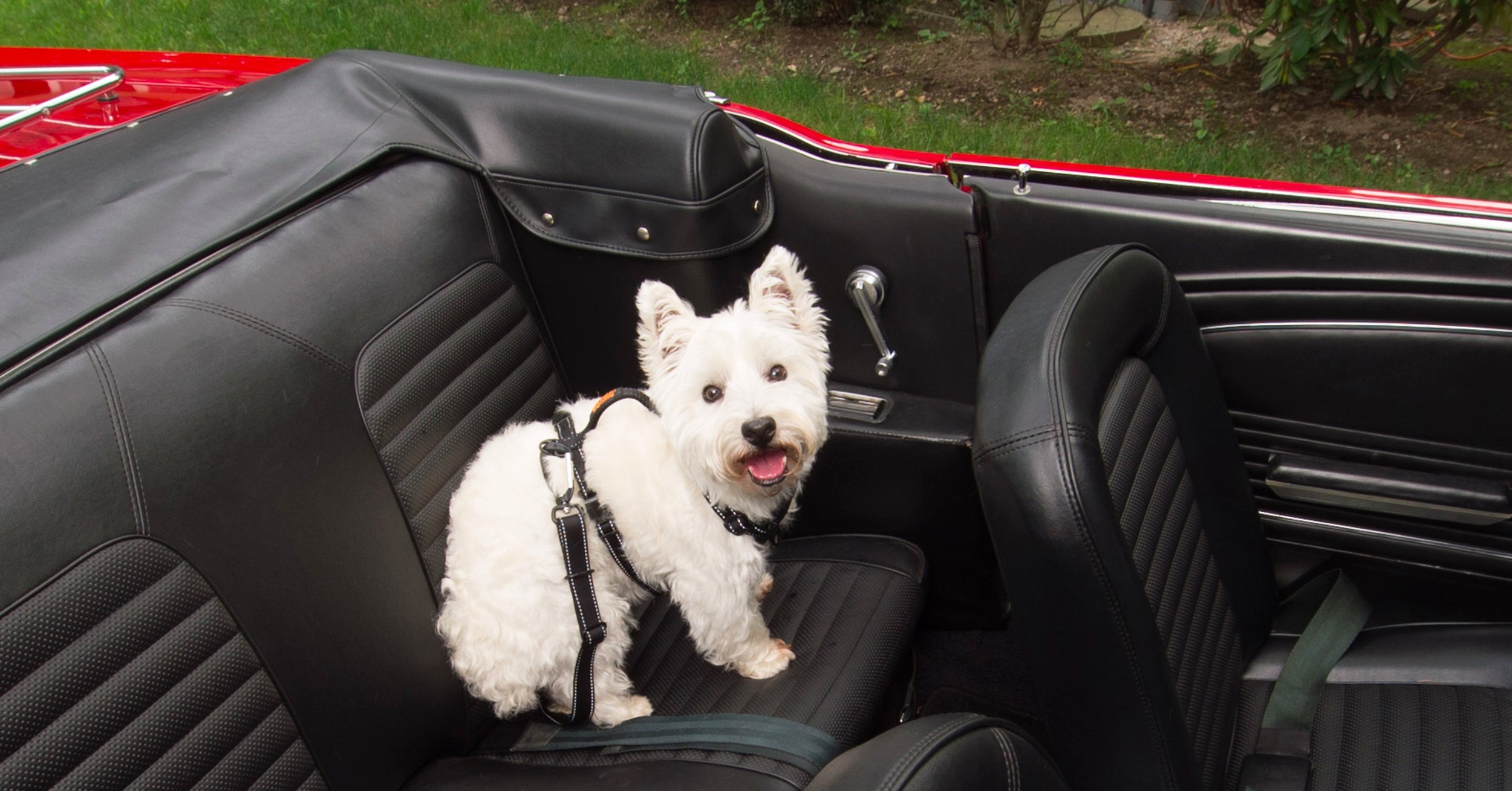 Vehicle Safety Harness Dogly   YnlEmCyiRDypdgvjtMAr