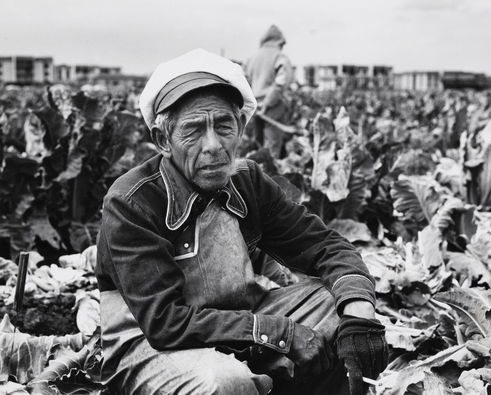A black and white photograph of an old man squinting while crouched down smoking a cigarette in a field of plants with tall leaves.