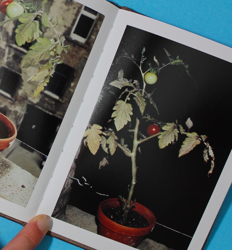 Tomaten thumbnail 3