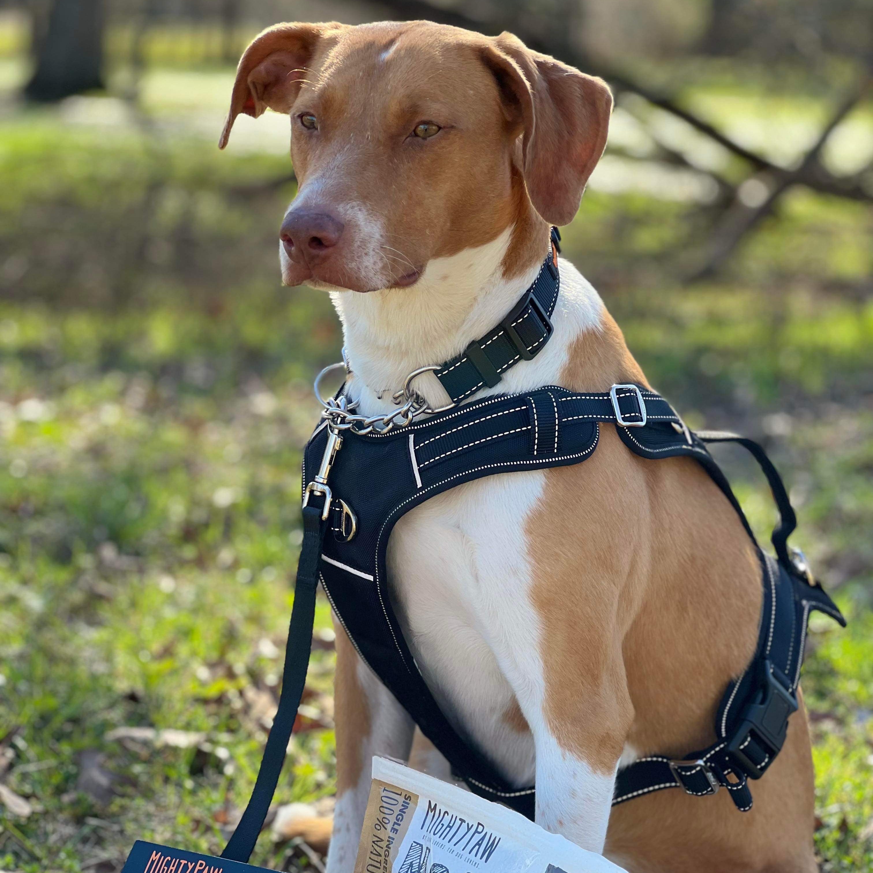 Featured Dog