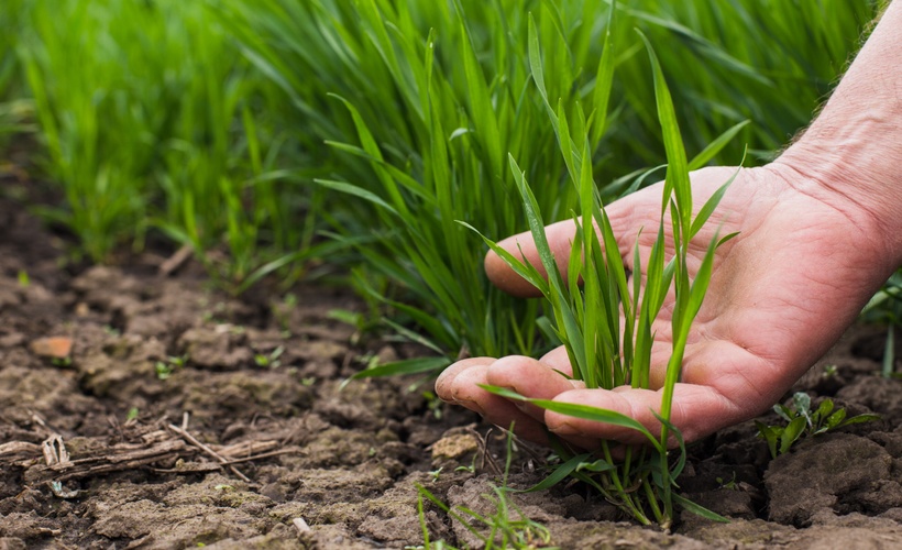 (UK) Arable Farming Records and Reports