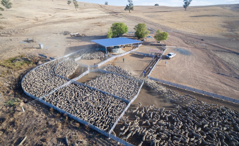 Getting Started | Mob Management