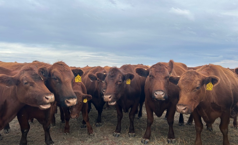 Feed Commodity Management