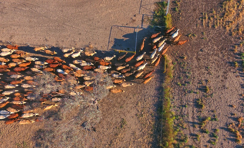 Livestock Reconciliation Report