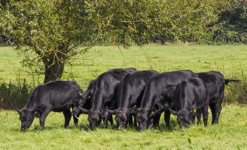 Grazing Management & Insights