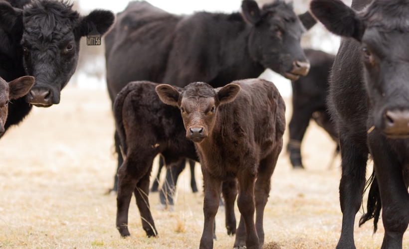 Getting Started | Individual Animal Management